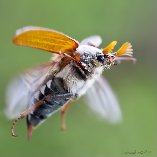 Cockchafer - Melolontha melolontha,May 2015, Moravia, Czech republic